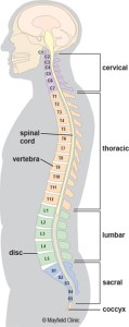 Vertebral Column