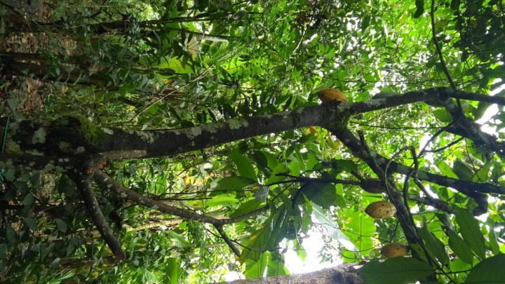 27 Perirar Spice Garden