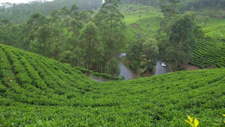 38 View from tea garden munnar
